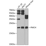 Western blot analysis of extracts of various cell lines using PMCH Antibody (1/1000 dilution).