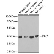 Western blot analysis of extracts of various cell lines using RAE1 Antibody (1/1000 dilution).