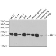 Western blot analysis of extracts of various cell lines using RPL13 Antibody (1/1000 dilution).