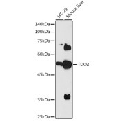 Western blot analysis of extracts of various cell lines using TDO2 Antibody (1/1000 dilution).