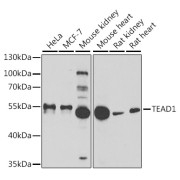 Western blot analysis of extracts of various cell lines using TEAD1 Antibody (1/1000 dilution).