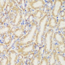 Translocase of Outer Mitochondrial Membrane 20 (TOMM20) Antibody