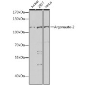 Western blot analysis of extracts of various cell lines using Argonaute-2 Antibody (1/1000 dilution).