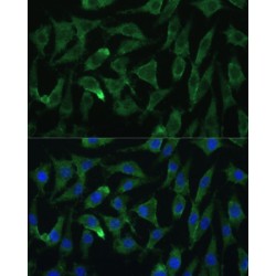 Protein Argonaute-2 (EIF2C2) Antibody