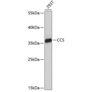 Western blot analysis of extracts of 293T cells using CCS Antibody (1/1000 dilution).