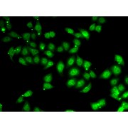 Immunofluorescence analysis of U2OS cells using AFF1 Antibody