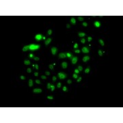 Immunofluorescence analysis of U2OS cells using PMS2 Antibody