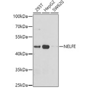 Western blot analysis of extracts of various cell lines using NELFE Antibody (1/1000 dilution).