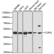 Western blot analysis of extracts of various cell lines using COPS3 Antibody (1/1000 dilution).