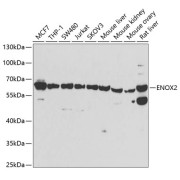 Western blot analysis of extracts of various cell lines using ENOX2 Antibody (1/1000 dilution).