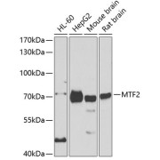 Western blot analysis of extracts of various cell lines using MTF2 Antibody (1/1000 dilution).