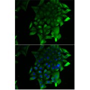 Immunofluorescence analysis of U2OS cells using SEPSECS Antibody