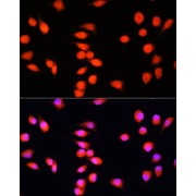 Immunofluorescence analysis of L929 cells using COMMD1 Antibody (1/100 dilution). Blue: DAPI for nuclear staining.