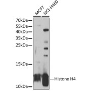 Western blot analysis of extracts of various cell lines using Histone H4 Antibody (1/1000 dilution).