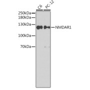 Western blot analysis of extracts of various cell lines using NMDAR1 Antibody