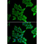 Immunofluorescence analysis of HeLa cells using GJA5 Antibody