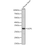 Western blot analysis of extracts of Mouse heart using UCP1 Antibody (1/1000 dilution).