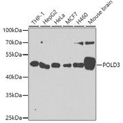 Western blot analysis of extracts of various cell lines using POLD3 Antibody (1/1000 dilution).