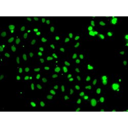 High Mobility Group Protein 20A (HMG20A) Antibody