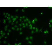 Immunofluorescence analysis of A-549 cells using POU6F1 Antibody