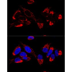 Cytochrome B-C1 Complex Subunit 9 (UQCR10) Antibody