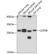 Western blot analysis of extracts of various cell lines using CLDN8 Antibody (1/3000 dilution).