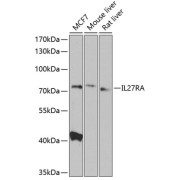 Western blot analysis of extracts of various cell lines using IL27RA Antibody (1/1000 dilution).