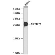 Western blot analysis of extracts of 22Rv1 cells using METTL7A Antibody (1/1000 dilution).