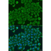 Immunofluorescence analysis of U2OS cells using SHC4 Antibody (1/100 dilution). Blue: DAPI for nuclear staining.