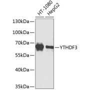 Western blot analysis of extracts of various cell lines using YTHDF3 Antibody (1/1000 dilution).