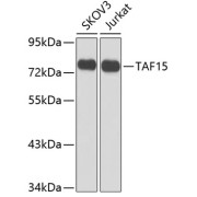 Western blot analysis of extracts of various cell lines using TAF15 Antibody (1/1000 dilution).