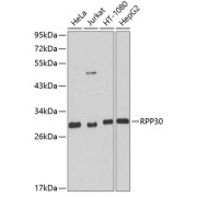 Western blot analysis of extracts of various cell lines using RPP30 Antibody (1/1000 dilution).