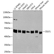 Western blot analysis of extracts of various cell lines using CELF1 Antibody (1/1000 dilution).