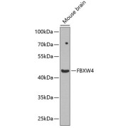 Western blot analysis of extracts of Mouse brain using FBXW4 Antibody (1/1000 dilution).