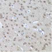 Immunohistochemistry of paraffin-embedded Mouse brain using RNF166 Antibody