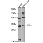 Western blot analysis of extracts of various cell lines using DERL1 Antibody (1/1000 dilution).