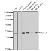 Western blot analysis of extracts of various cell lines using HUS1B Antibody (1/1000 dilution).