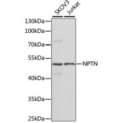 Western blot analysis of extracts of various cell lines using NPTN Antibody (1/1000 dilution).