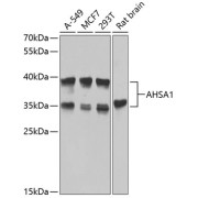 Western blot analysis of extracts of various cell lines using AHSA1 Antibody (1/1000 dilution).