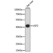 Western blot analysis of extracts of Rat liver using USF2 Antibody (1/1000 dilution).