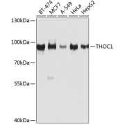 Western blot analysis of extracts of various cell lines using THOC1 Antibody (1/1000 dilution).