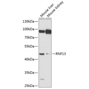 Western blot analysis of extracts of various cell lines using RNF13 Antibody (1/1000 dilution).