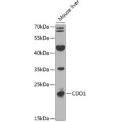 Western blot analysis of extracts of mouse liver using CDO1 Antibody (1/1000 dilution).