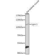 Western blot analysis of extracts of rat skeletal muscle using Lipin 1 Antibody (1/1000 dilution).