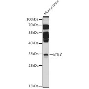 Western blot analysis of extracts of mouse brain using KITLG Antibody (1/1000 dilution).