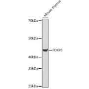 Western blot analysis of extracts of Mouse thymus cells using FOXP3 Antibody (1/500 dilution).