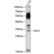 Western blot analysis of extracts of LO2 cells using AZU1 Antibody (1/1000 dilution).