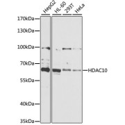 Western blot analysis of extracts of various cell lines using HDAC10 Antibody (1/1000 dilution).