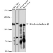 Western blot analysis of extracts of various cell lines using LI Cadherin/Cadherin-17 Antibody (1/3000 dilution).