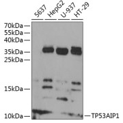 Western blot analysis of extracts of various cell lines using TP53AIP1 Antibody (1/1000 dilution).